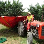 Utilaj pentru recoltarea fructelor-prune, cirese, visine, alune