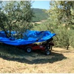 UTILAJ PENTRU RECOLTAT FRUCTE - NUCI, ALUNE, PRUNE, VISINE