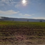 Vand teren Ciofliceni Snagov 1 Ha latura direct la Padure