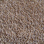 Seminte mustar alb pt infiintare covor vegetal/inverzire 25kg