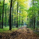 Vand padure foioase Romania-Gorj 450 ha